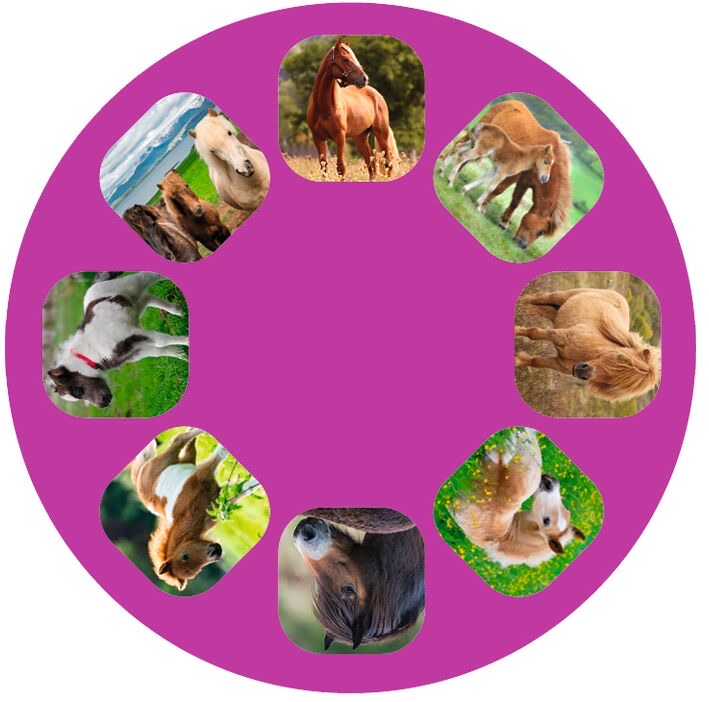 moses Kleine Diashow Pferde Leuchten