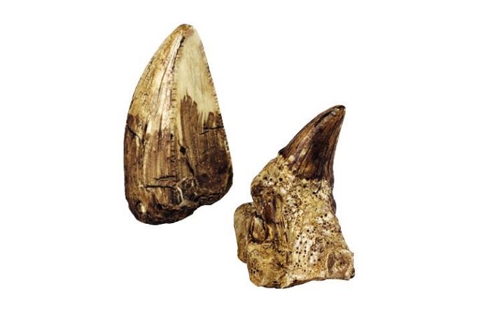 moses Expedition Natur Mini-Ausgrabungsset Faszinierende Zähne