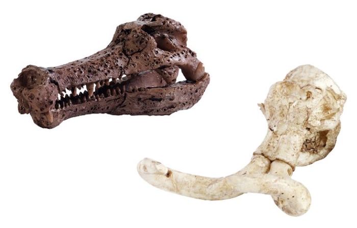 moses Expedition Natur Mini-Ausgrabungsset Urzeitschädel